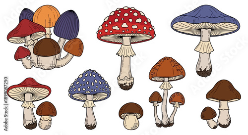 A vibrant and diverse collection of cartoon mushrooms in various shapes, sizes, and colors, including red, blue, brown, and orange caps, illustrated on a white background.