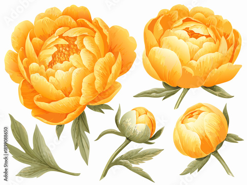 Vibrant yellow peonies in various stages of bloom displayed on white