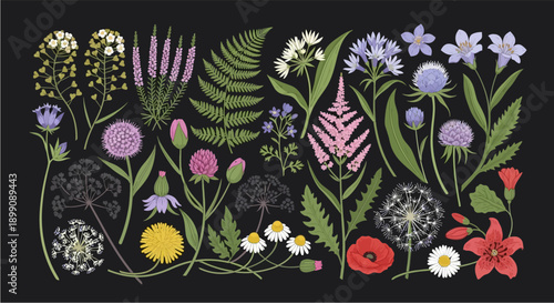 A detailed illustration of various wild plants and flowers including ferns, dandelions, poppies, and thistles on a dark background.