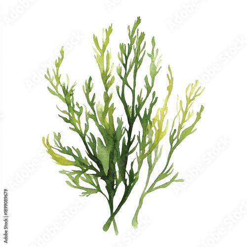 Watercolor painting of green seaweed branches isolated on a white background.
