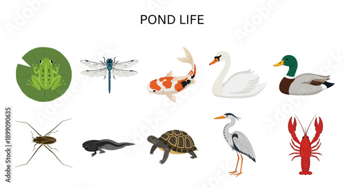 Collection of ten different pond life illustrations arranged in two rows