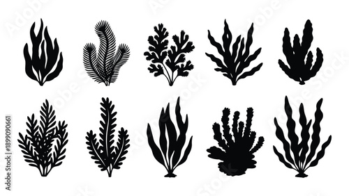 A collection of various plant illustrations in a symmetrical layout Vector