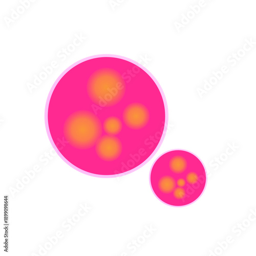 Meningitidis bacteria