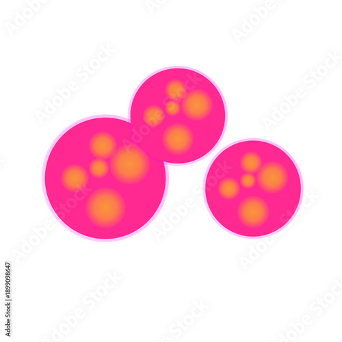 Meningitidis bacteria