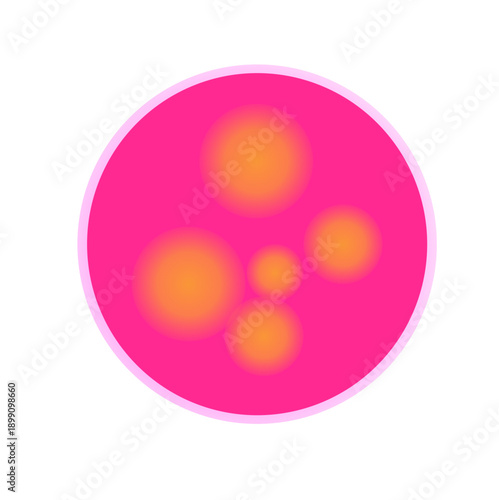 Meningitidis bacteria