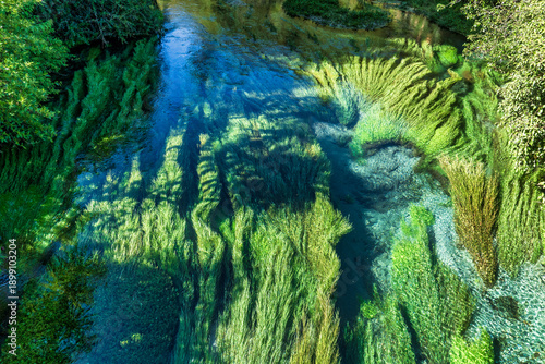 Looking down on the stunning plant life under the surface of the crystal clear water in the Waihou River, walking across the footbridge at Blue Springs  Putararu