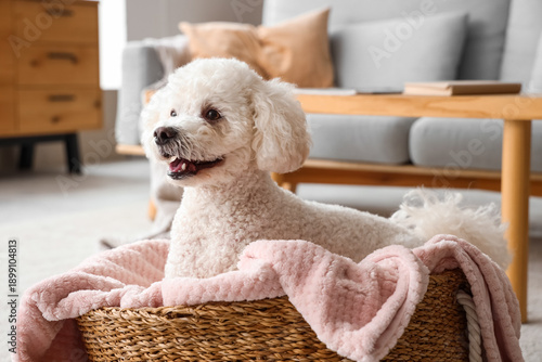 Cute poodle dog lying in wi...