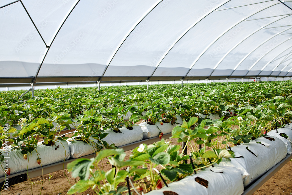 Fototapeta premium Rows of strawberry plants growing in modern greenhouse, cultivated in raised beds with irrigation system, agricultural technology supporting efficient fruit production, no people visible