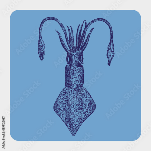 Detailed Blue Squid Marine Life Drawing
