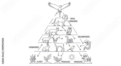 Ecosystem Food Chain Diagram