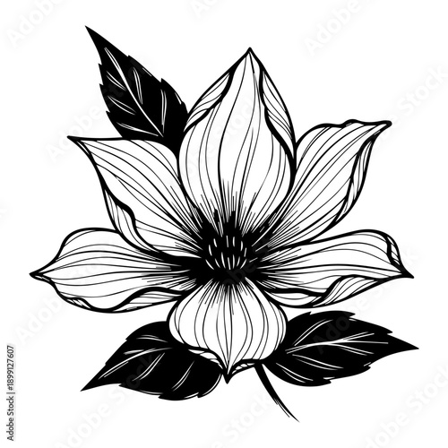 Beautiful flower illustration with leaves and detailed linework from a front viewpoint