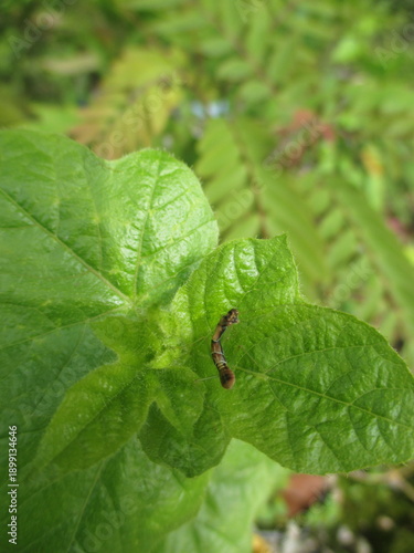 Insects that land on green leaves