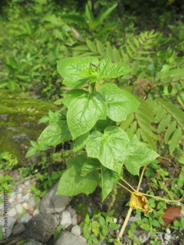 one of the weeds that grows in the garden