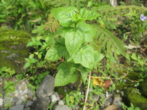 one of the weeds that grows in the garden
