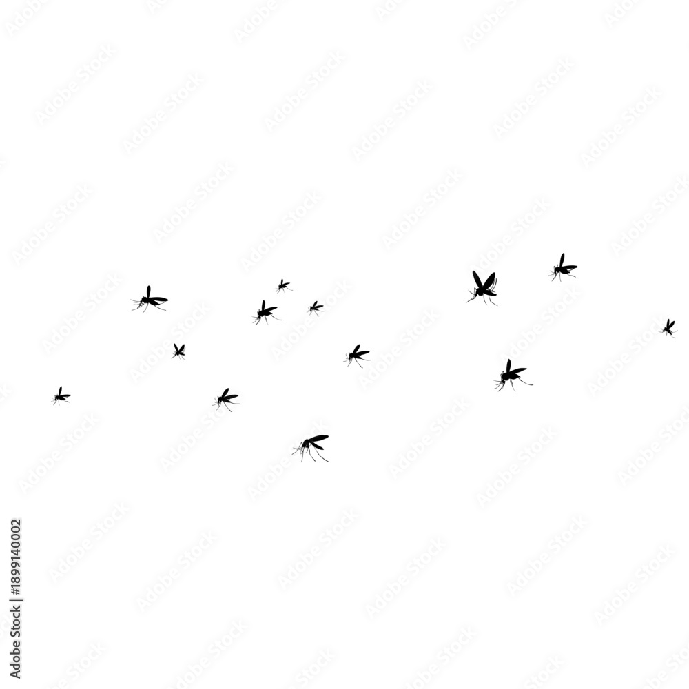 Fototapeta premium Flying mosquito vector