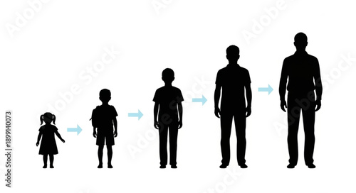 Human growth stages from child to adult silhouettes.