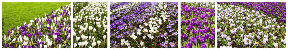 Fototapeta premium Collage featuring set of photos of beautiful spring flowerbeds with purple and white crocuses. Natural floral background. City landscaping, park design and comfortable urban environment. Banner