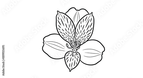 Detailed black and white hand drawn sketch of an alstroemeria flower showing spotted petals and long stamens isolated on white.