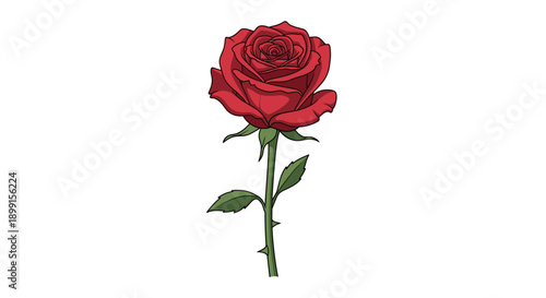Hand drawn illustration of a single red rose on a long green stem with leaves and thorns isolated on a white background.
