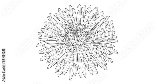 Highly detailed black and white line drawing of a large chrysanthemum flower head in full bloom with many thin petals.