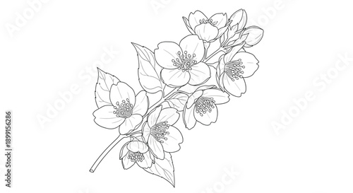 Detailed hand drawn sketch of a jasmine branch in full bloom with several flowers and buds in a black and white line art style.