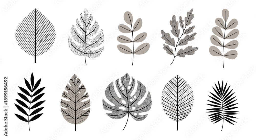 Fototapeta premium Set of ten different leaf illustrations featuring various shapes textures and shading styles in black and grey tones for design.