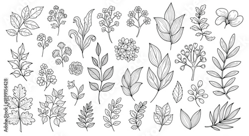 Diverse collection of many small botanical sketches featuring leaves flowers and berries in a detailed black and white line art style.