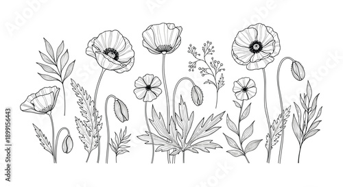 Extensive collection of hand drawn poppy flowers buds and leaves in a detailed black and white line art botanical illustration style.