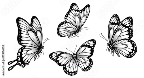 Collection of four highly detailed butterfly sketches in black ink showing intricate wing patterns from various flight perspectives.