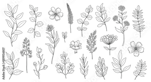Extensive set of hand-drawn botanical sketches featuring diverse wildflowers, leaves, and twigs in a clean black line art style.