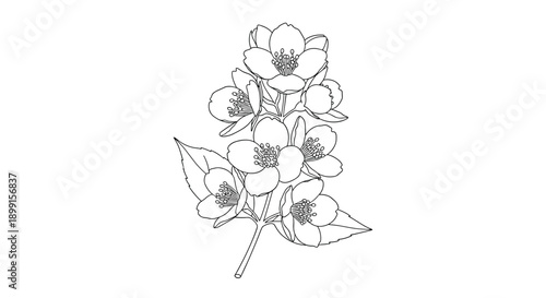 Beautiful hand-drawn black and white sketch of a jasmine branch in full bloom with several delicate blossoms and lush leaves.