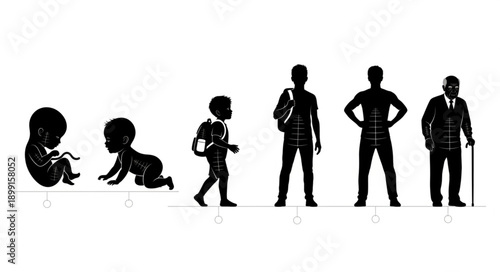 Human life cycle stages from fetus to elderly man silhouette.