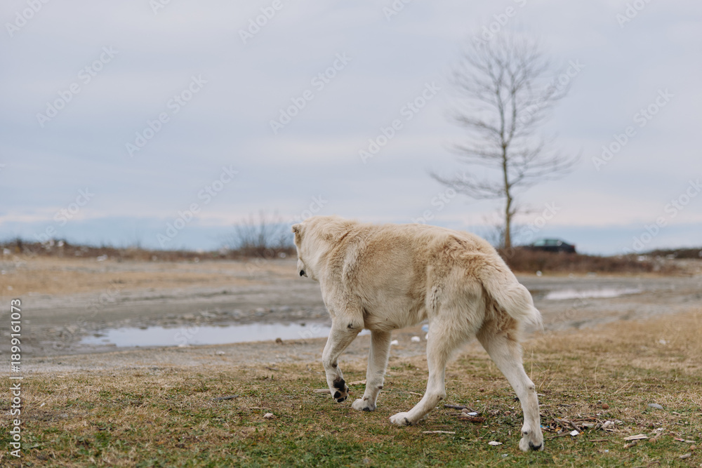 Obraz premium Wolf dog hybrid walking across a bare meadow under an overcast sky, showcasing thick fur, paw movement and tail in a calm, natural outdoor landscape