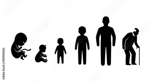 Human life cycle stages from fetus to elderly person.