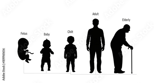 Human life cycle stages from fetus to elderly person.