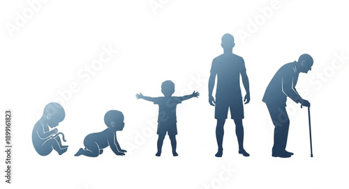 Human life cycle stages from infancy to old age.