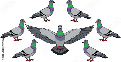 Vector illustration set of urban rock pigeons in various poses including flying with open wings and standing side profile view