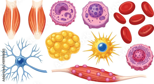 Comprehensive Collection of Human Biological Cells and Tissues Including Blood Cells, Neurons, Muscle Fibers, and Fat Cells in CAD Drawing Flat Vector Illustration