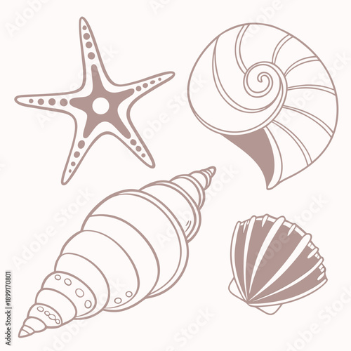 Seashells and starfish illustration