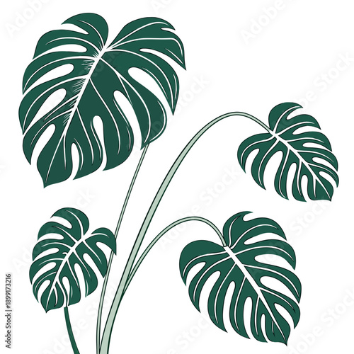 Tropical monstera leaves illustration