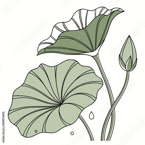 Illustration of water lilies