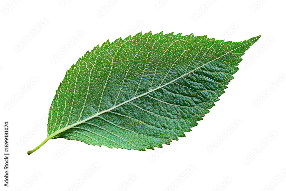 Obraz premium A single green leaf with a pointed tip and serrated edges, showcasing its vibrant color and delicate texture, isolated on transparent background