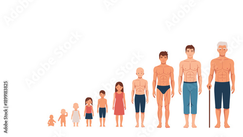 Detailed illustration showing the human life cycle and aging process of a male from a baby to an elderly man with a cane.