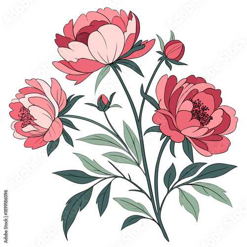 Illustration of pink peonies