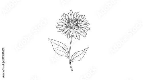 Detailed black and white line art sketch of an aster flower with fine petals and textured leaves on a long stem.