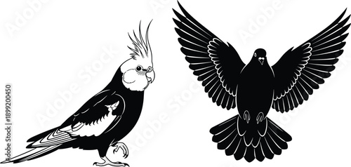 Black silhouette of a cockatiel parrot and a flying dove bird isolated on white background for nature and avian design