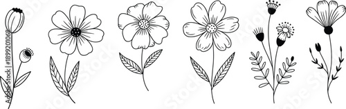 Collection of indoor houseplants including monstera snake plant succulents and dracaena in decorative pots isolated on white background for interior design