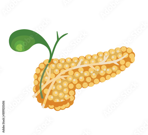Cartoon illustration of the human pancreas with pancreatic duct and gallbladder, designed for medical and educational use.