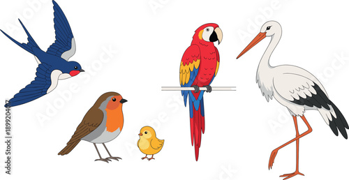 Set of colorful cartoon birds swallow robin chick parrot and stork vector illustration