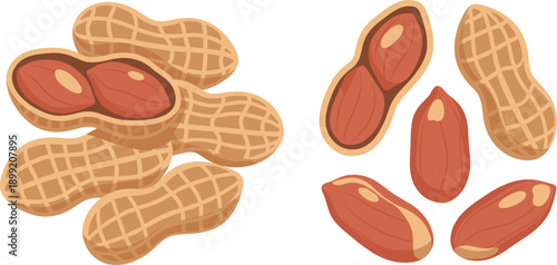 Peanut Collection with Whole Peanuts in Shell and Split Kernel Nuts Flat Cartoon Illustration Isolated